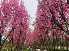 -洨河生态公园