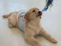 -共舞时光猫咖·狗咖(新街口店)