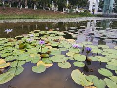 -东莞植物园