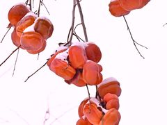 -天坛公园