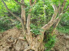 -孤山寨风景区
