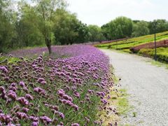 -梁鸿国家湿地公园