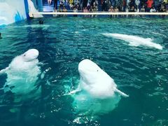 -秦皇岛乐岛海洋王国