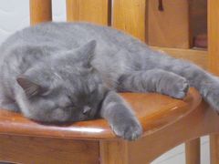 -猫大福·Fortune Cat猫舍(百子湾店)
