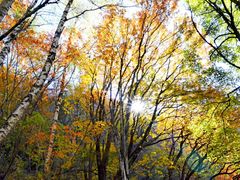 -叠溪松坪沟景区