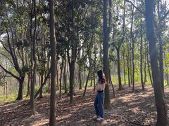 -昆山城市生态森林公园