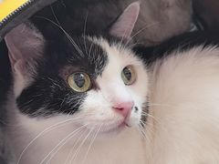 -创凡宠物医院·骨专科  猫科中心(西乡分院)