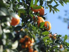 -金谷域澳洲庄园