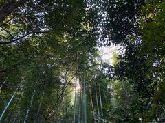 -上海佘山国家森林公园西佘山园