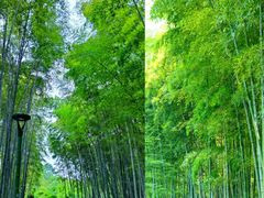 -杭州植物园