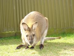 -威勒比开放式动物园