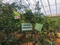 -北戴河集发农业梦想王国