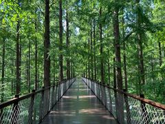 -黄海国家森林公园