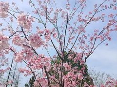 -顾村公园