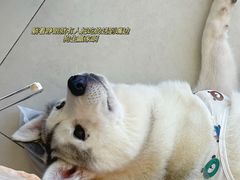 -怪兽屋·羊驼·猫咖·狗咖(俊华广场店)