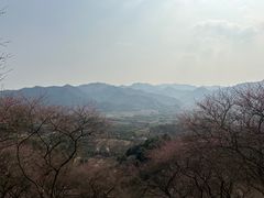 -新建村梅花