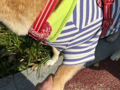 -佳雯宠物医院·皮肤科·内外科(春晓路分院)