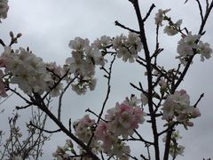 -天适樱花悠乐园