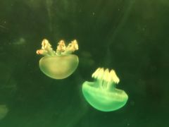 -左海海底世界