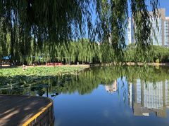 -团结湖公园