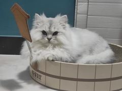-猫大福·Fortune Cat猫舍(百子湾店)