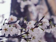 -武汉大学-樱园