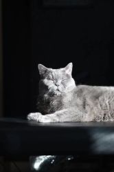 -飛凡TATTOO纹身•原创