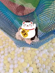 -宝燕乐园(闵行旗舰店)