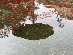 -松山湖梦幻百花洲