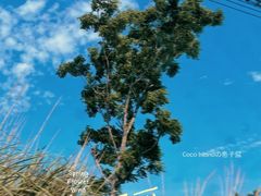 -海南热带野生动植物园