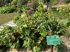 -广西壮族自治区药用植物园