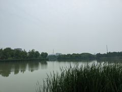-九科绿洲