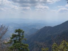 -天目山大树王景区