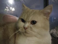-猫猫幼稚园·撸猫·桌游·电玩