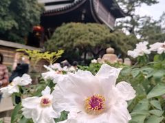 -龙华寺