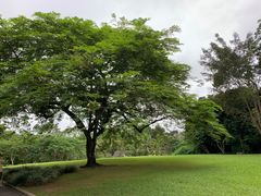 -中国科学院西双版纳热带植物园