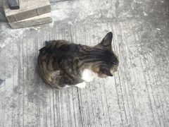 -大澳