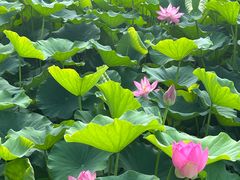 -莲花池公园