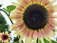 -花开海上生态园