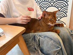 -Let's go狗咖·猫咖·奶狗·桌游(春熙路IFS店)