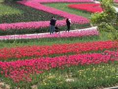 -杭州湾海上花田景区