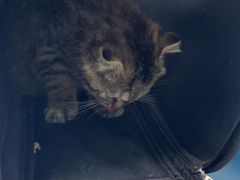 -纳吉亚猫专科动物诊疗中心(蒋宅口分院)