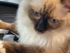 -喵屿·大理花园猫咖