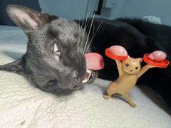 -御宝贝·A梦猫科宠物医院(国际猫友好医院)