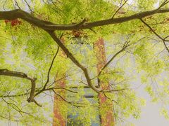 -四川大学(望江校区)