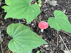 -帽儿山国家森林公园