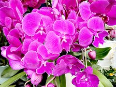 -桂林市花鸟市场