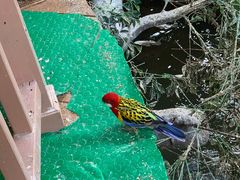 -南宫五洲植物乐园