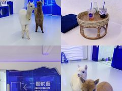 -Blue Concept Cafe&Farm·關於藍
