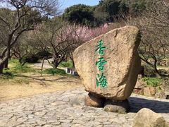 -香雪海